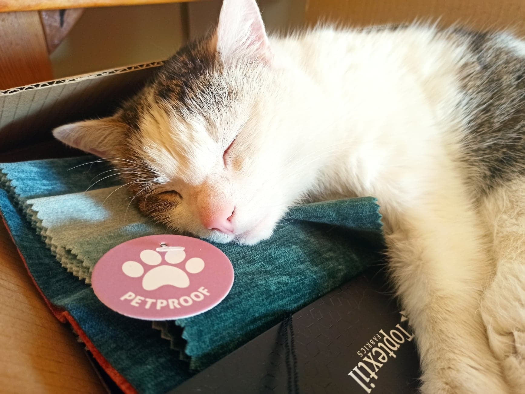 Warum kratzt die Katze am Sofa